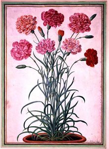 Gvazdikai, augantys iš vazono, lėkštė 25 iš Nassau Florilegium (akvarelė ant popieriaus)poli