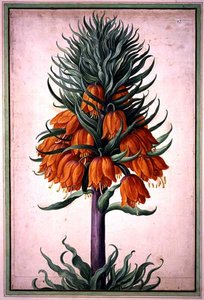 Fritillaria imperialis (korona cesarska) płyta 25 z Nassau Florilegium (akwarela na papierze)