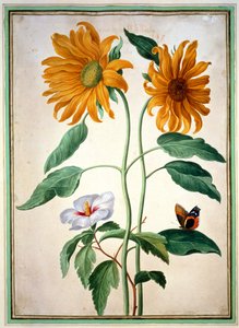 Słoneczniki, płyta 18 z Nassau Florilegium (wc na papierze)