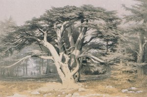 Cedry Libanu. Akwaforta Bernatza et alii - Steinkopk J.F. Redaktor