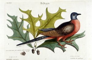 Gołąb wędrowny, obecnie wymarły. Zoo, Seligman 1749 autorstwa Johann Michael Seligmann