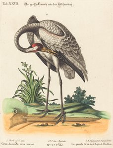 Grus Americana, wysoki dur autorstwa Johann Michael Seligmann after George Edwards
