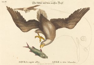 Bielik amerykański (Falco leucocephalus) autorstwa Johann Michael Seligmann after Mark Catesby