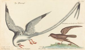 Ptak zwrotnikowy (Phaeton aethereus) autorstwa Johann Michael Seligmann after Mark Catesby
