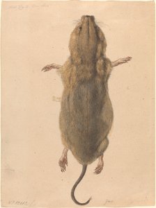 Mysz polna z góry autorstwa Johann Rudolph Schellenberg