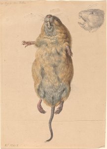 Mysz polna, od dołu autorstwa Johann Rudolph Schellenberg