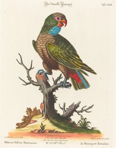 Papuga (Le Parrot Brunatre. Pfittacus Fulcus Mexicanus) autorstwa Johann Sebastian Leitner after George Edwards