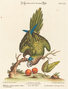 Mała papuga brunatna, zachodnia autorstwa Johann Sebastian Leitner after George Edwards
