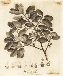 Dąb korkowy, Quercus suber.
