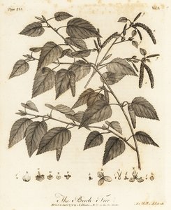 Brzoza omszona, Betula pubescens.
