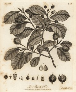 Buk zwyczajny lub buk zwyczajny, Fagus sylvatica.