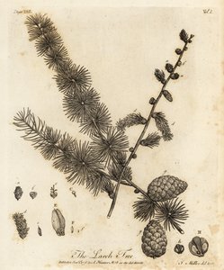 Modrzew europejski, Larix decidua.