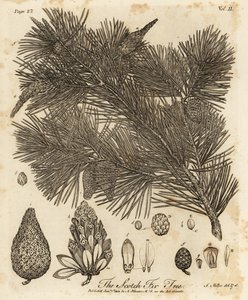 Sosna zwyczajna, Pinus sylvestris.