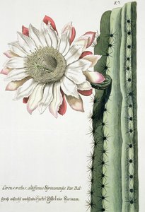 Cereus Erectus Altissimus Syrinamensis z Phythanthoza Iconographica wydanej w Niemczech w latach 1737-45