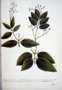 Cinnamomum Zeylanicum (Cejlon Cinnamomum) - Grawerowanie zielnika J.W. Weinmanna w 1737 roku.