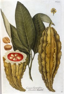 Kakao - w Herbier J. W. Weinmann