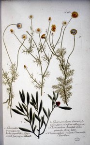 Kilka gatunków Chamaemelum (rumianek) – W „” Herbarium J.W.Weinmanna w 1737 r.