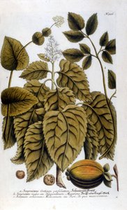 Smyrnium Cretium perfoliatum - Maceron de Crete lub Maceron perfolia. Talerz zaczerpnięty z zielnika J.W. Weinmanna