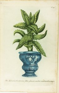 Aloes afrykański, płyta 47 z Ikonografii Phanthoza