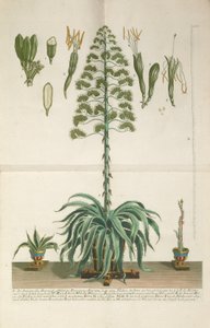 Grawerowana i mezzotinta tabliczka z Aloe Americana folio Mucronato, ok. 1900 r. 1735-1737