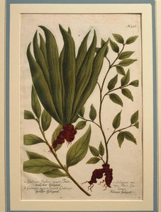 Galangal większy (Alpinia galanga), Galanga Indica major i Galanga major, kolorowy grawerunek