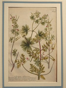 Herb Robert (Geranium robertianum), kolorowy grawer