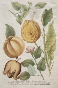 Ikonografia Phytantozy: nr 703.