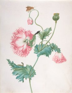 Mak w trzech fazach kwitnienia, z gąsienicą, poczwarką i motylem, koniec XVII-początek XVIII w. autorstwa Johanna Helena Graff