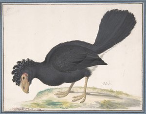 Czarny Curassow, b.d. autorstwa Johannes Bronckhorst