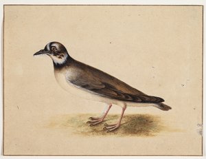 Ptak autorstwa Johannes Bronckhorst