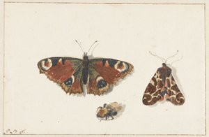 Motyl, ćma i trzmiel autorstwa Johannes Bronkhorst