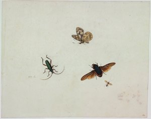Cztery owady, koniec XVII wieku. autorstwa Johannes Bronkhorst
