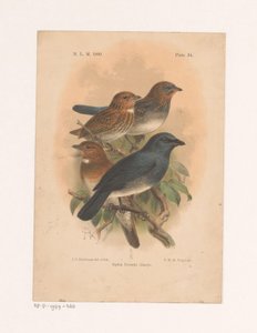 Cztery ptaki na gałęzi Siphia Everetti Sharpe (tytuł na obiekcie) autorstwa Johannes Gerardus Keulemans