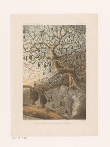 Vleermuizen w een boom Spotkanie Fanysa (Pteropus Edwardsii) na Majotcie (tytuł na obiekcie) Relacja z podróży (tytuł serii na obiekcie) autorstwa Johannes Gerardus Keulemans