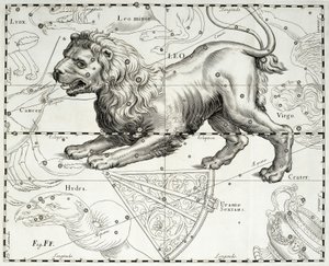 Lew, zodiakalna konstelacja Lwa, ilustracja zaczerpnięta z atlasu gwiazd Jana Heweliusza (1611-1687) Firmamentum Sobiescianum sive Uranographia, Gdańsk