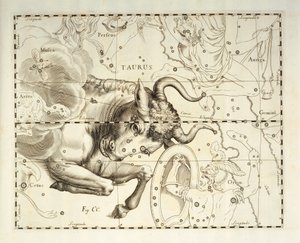 Byk, konstelacja Byka, rycina z atlasu niebieskiego Firmamentum Sobiescianum sive Uronographia, autorstwa Jana Heweliusza (1611-1687), Gdańsk