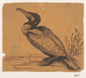Kormoran Cormoran (tytuł na obiekcie)