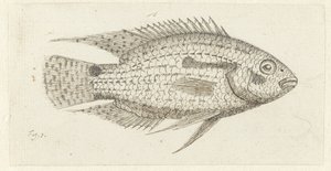 Tropikalna ryba Chromis epse autorstwa Johannes le Francq van Berkhey