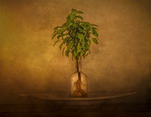 Martwa natura z zakorzenioną rośliną