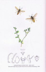 Anchor Faced lub Red Wasp, Natura w Wielkiej Brytanii, opublikowane przez Collins autorstwa John (after) Curtis