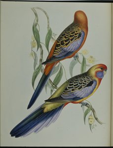 Adelaide Parakeet (Platycercus Adelaidiae) (lito ręcznie kolorowane) autorstwa John (after) Gould