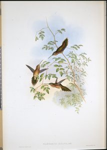 Pustelnik Adolfa (Phaethornis Adolphi) (ręcznie barwiony lito) autorstwa John (after) Gould