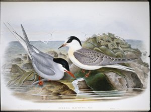 Rybitwa popielata (Sterna Macrura) (ręcznie kolorowana lito) autorstwa John (after) Gould