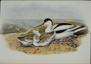 Avocet (Recurvirostra Avocetta) (lito ręcznie kolorowane) autorstwa John (after) Gould