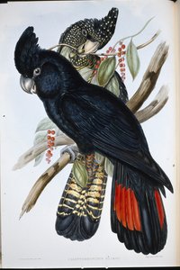 Kakadu Banksian (Calyptorhynchus Banksii) (ręcznie barwiony lito)