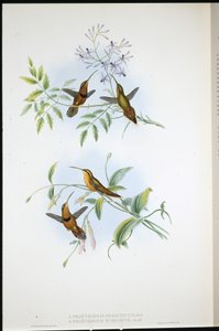 Pasiasty pustelnik (Phaethornis Nigrocinctus) i biskup pustelnik (Phaethornis Episcopus) (ręcznie barwiony litho) autorstwa John (after) Gould