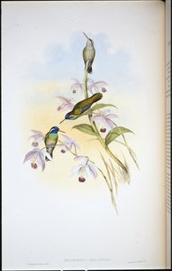 Koliber czarnouchy (Heliopaedica Melanotis) (ręcznie barwiony litho) autorstwa John (after) Gould