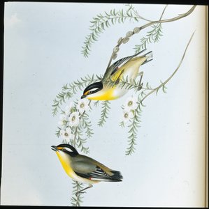 Pardalote czarnogłowy (Pardalotus Melanocephalus) (ręcznie barwiony litho) autorstwa John (after) Gould