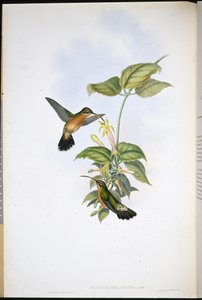 Pustelnik czarnoogoniasty (Glaucis Melanura) (ręcznie barwiony lito) autorstwa John (after) Gould