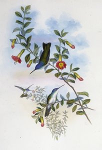 Niebieskoszyja lazurowa korona (Cyanomyia Cyanocollis) (lito ręcznie kolorowane) autorstwa John (after) Gould